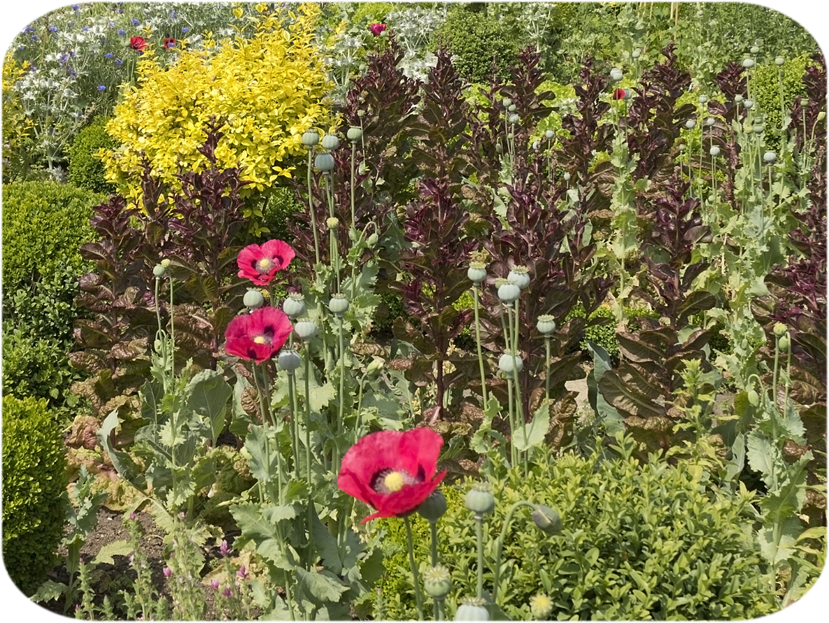 Vegetable Garden